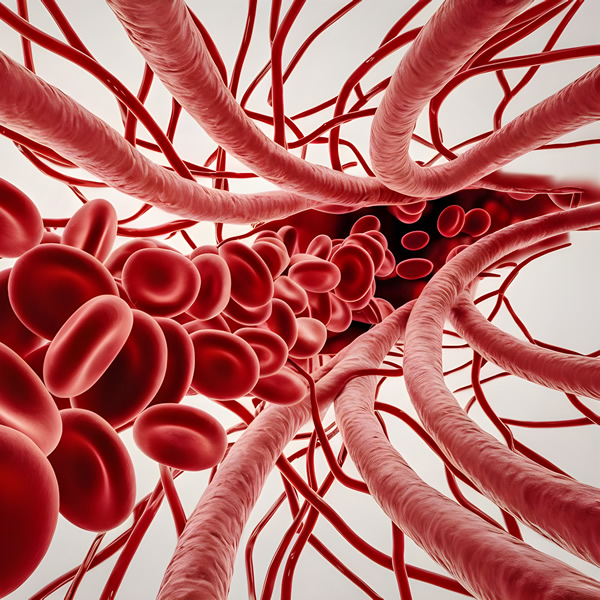 Blood circulation